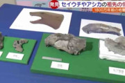 セイウチやアシカの祖先の化石発見　日本初、ほぼ完全な状態の頭の骨