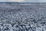 【動画】函館の海岸に打ち上げられた一面イワシの光景、想像の2.8倍はすごい