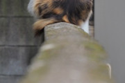 【ねこ画像】塀の上のねこ、ごろごろねこ ほか【再】
