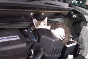 【悲報】猫さん、エンジンルームで焦げて死にまくってる模様・・・JAF「猫バンバンして！」　いやこれ対策なさすぎだろ