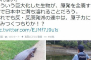 【トラチャングー】巨大すぎるカエルの幼虫が発見される…有識者からは「原発の影響」という見解も