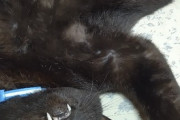 【画像】ワイのネッコ、スヤスヤwwww