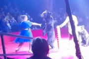 サーカス公演中にクマが女性トレーナーを襲う　→　その衝撃理由が・・・