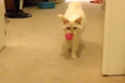 うちのネコと「取ってこい」して遊んでいた。…えっ？どうしたの？ → 猫はちょっと誤作動したようです…