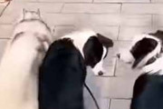 ３匹の犬と散歩していた。わざとリードを落としてみる → １匹はこうなった…