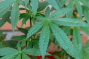 【エイベックス】世界が注目するサスティナブル素材「大麻」を使用した日本発の生地ブランド「majotae」大麻布100%のTシャツを発売