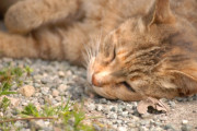 【動画あり】インドの野良猫、日本とはレベルが違う