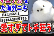 【画像】日本の鳥『シマエナガ』白人様にバレるwwwwwwwwwwww
