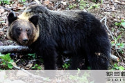 【北海道】飼い犬連続殺傷犯のヒグマ「RT」、４年かかって駆除される