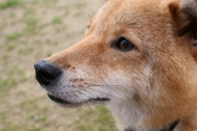【柴犬画像】悟った顔の柴、涼しいポイントの好きな柴、後光がさしてる・・・ ほか【再】
