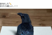 女の子「本物に見えるカラスを書きました！」 作者「やめてください…それは私の作品です」 女の子「？？？」