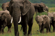 密猟されるゾウ「牙がないと人間に襲われない・・・せや！」 遺伝で牙のない雌ゾウが急増