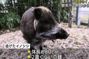 【愛知】散歩中に脱走したペットのイノシシを捕獲→死亡
