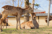 韓国人「日本のおとなしい奈良の鹿が変わってしまった理由」