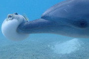 【画像】イルカ「お！フグやんけ！イジメたろ！」