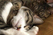 無意識にしている猫から嫌われる行為「猫になつかれない人」の特徴