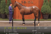 【セレクトセール】ディープインパクト産駒最終世代ゴーマギーゴーの2020は3億円