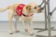 コロナ探知犬の訓練開始へ、検査対象絞り込みで検査削減の切り札に？