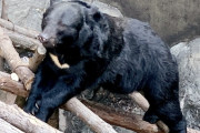 秋田市の動物園で飼育中のクマ脱走、園内で捕獲…来園者１０人は全員避難しけが人なし