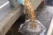 【奈良】養殖業者が大量の金魚を用水路に不法投棄する動画。
