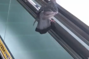 【動画】鳩さん?、休憩していた場所がエスカレーターの手すりだと気づく