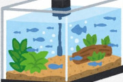 水槽たたむときって生き物とか水草どうするの？　アクア民さん「安楽死」