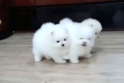 モフモフ毛玉が元気にコロコロ走り回るよ！ポメラニアンの子犬たちを愛でる動画
