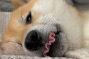 【画像】柴犬さん、いくらなんでも波打ちすぎｗｗｗｗｗｗｗｗｗｗｗｗ