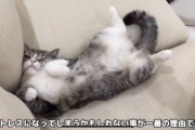 【画像】過去の下僕さん「ストレスになるのでもちまるに他の猫は会わせません」→現在ｗｗｗｗｗｗｗ