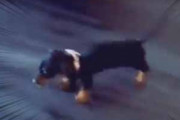 子イヌを押すと床を滑る。もう１回だワン！ → 子犬、とまりません…