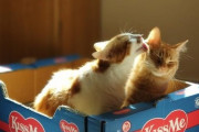 【どうぶつ画像】箱を共有するねこ、ねこ「きょうはこっち！」、わんこにゃんこの添い寝 ほか