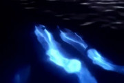 【動物】青い光を放ちながら泳ぐイルカ、発見される