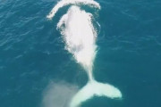 【悲報】オーストラリア近海に生息する白鯨、サメ駆除ネットで死んだ可能性が示唆される・・・