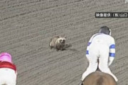 競馬レース直後のコース上に たぬき現れる 高知