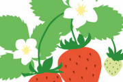 【画像あり】イチゴ狩りに来たわけだが…