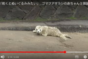「乾くとぬいぐるみみたい」…ゴマフアザラシの赤ちゃん３頭誕生　白い産毛に覆われるのは２～３週間　3/24