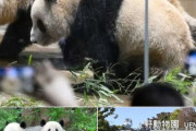 外国人「50年ぶりに日本の動物園からパンダがいなくなるらしい…」