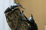 ワイのムスッコ（5）、カブトムシを飼いたがる
