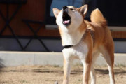 近所の犬がうるさすぎるんだがｗｗｗｗｗｗｗｗ
