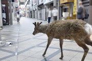 シカが静寂な繁華街に出現…エサを求めて駅前徘徊