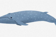 【悲報】シロナガスクジラさん、史上最強の生物なのに絶滅しそう…