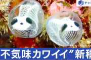 なんかカワイイと話題の生物「ガイコツパンダホヤ」実は新種だった