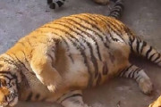 【画像】中国の動物園の虎が太りまくる