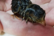 【閲覧注意】うずらの雛をショック死させてしまったので食った