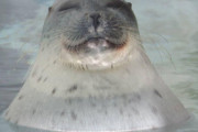 【動画】サービス精神が旺盛なアザラシｗｗｗｗｗ