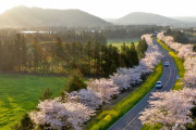 【韓国】 済州に咲き誇る花「王桜」…日本から渡って来たという説と対立したが、原産地は日本ではなく「済州固有種」