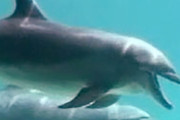 イルカは水中であくびをする　三重大など研究チームが発表