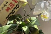 【元SKE】山内鈴蘭「有り難いことに、お祝いで頂いた胡蝶蘭が毎年新しい芽が生えて綺麗に咲いてくれています」