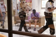 【朗報】イオンモールに迷い込んだ犬、確保される （※画像あり）