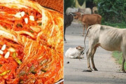 キムチ?牛糞?ワシントンポストが「世界各国の多様な民間療法」を取り上げる　韓国の反応